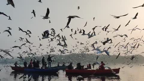 Bird group