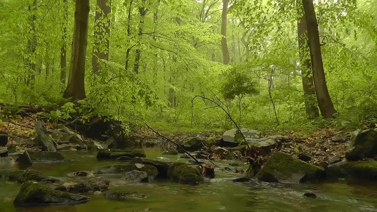 Peaceful Country Creek