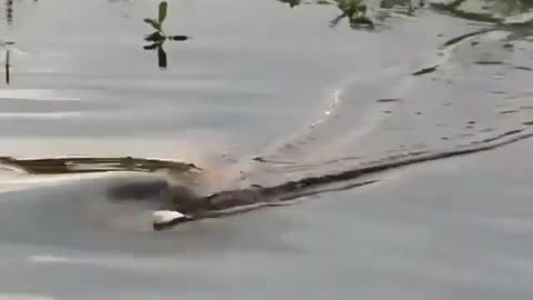 This is a beautiful and charming water-dwelling species