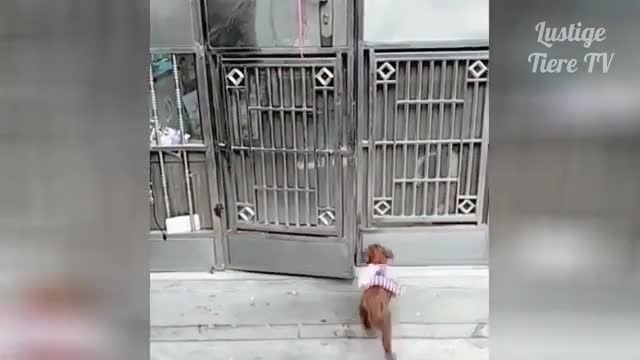 try not to laugh. Funny Cats and Dogs.Compilation.they are super cute