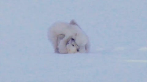 Playing polar bear cubs on Svalbard