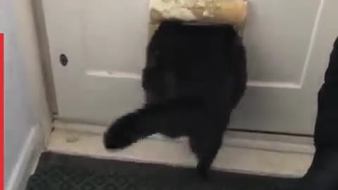 How do cats manage to get themselves in these situations