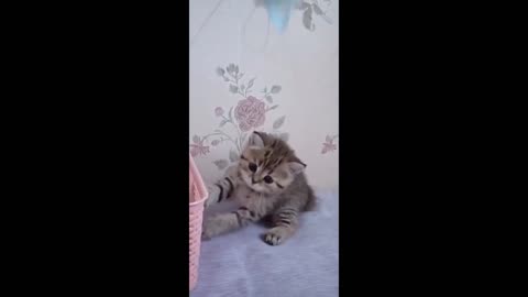 A man who plays with the kitten is very funny