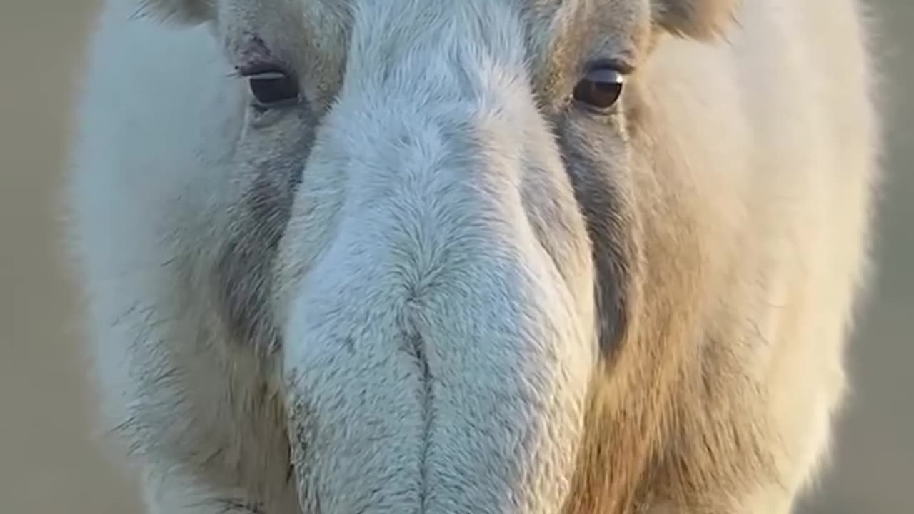 The long nose Antelope of south Detroit