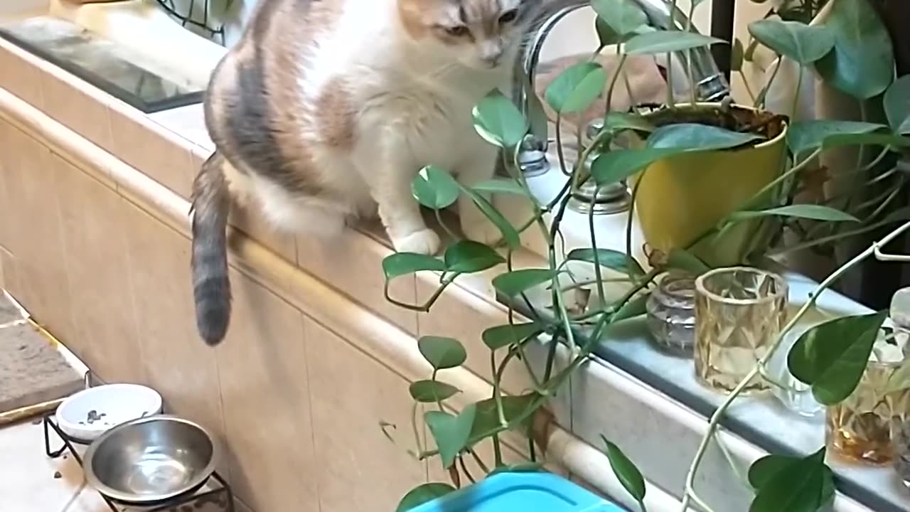 Cute cat video pretending to eat