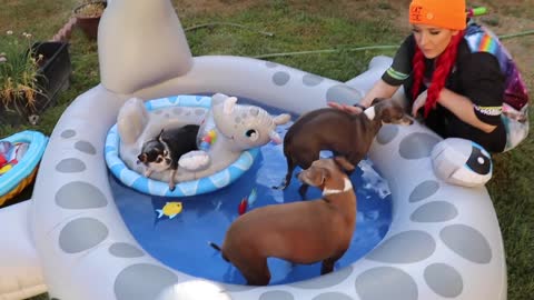 Pool Party for your Dogs!