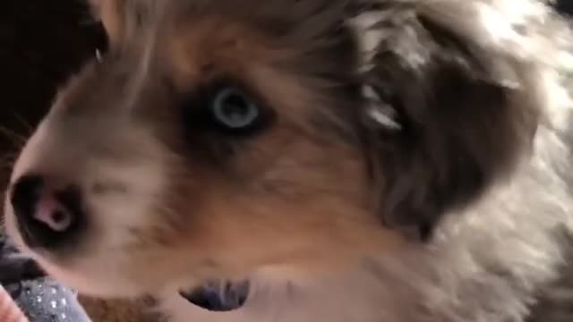 Puppy gets frightened by his reflection in mirror