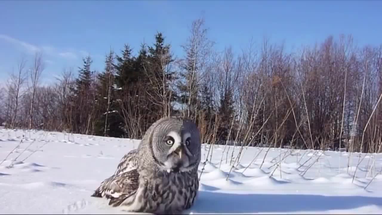 Compilation of animals having fun in the snow