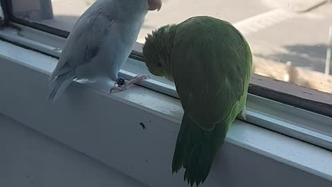 Cute bird couple