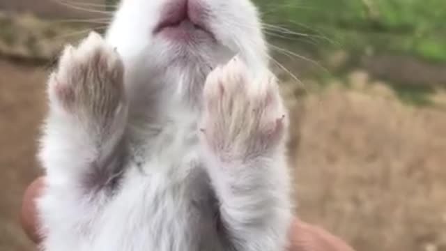 Bunny crying sound 😋