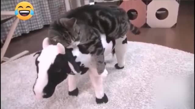 Funny Cat video