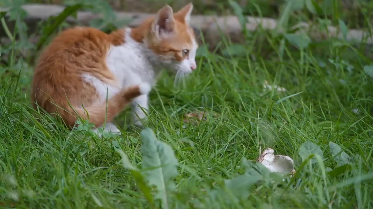 Bast Funny Cats Video