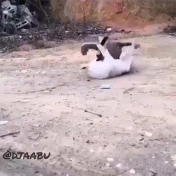 best dog videos rumble platform