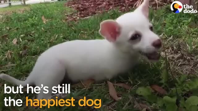 12 Dogs That Never Give Up | Best Dog Compilation | The Dodo Best Of