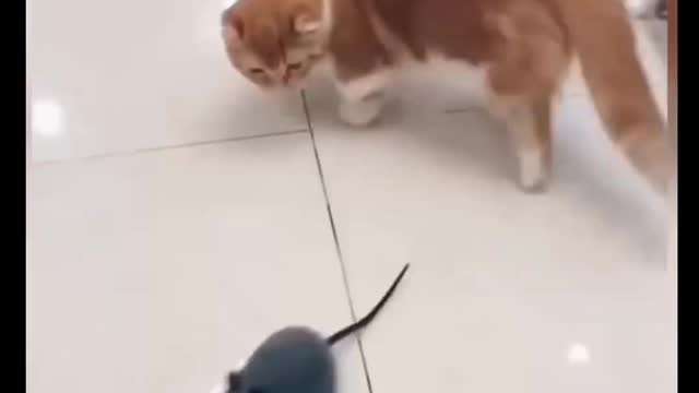 Cat Comedy Video Cat Funny video Part59 #CatShort #CatVideo