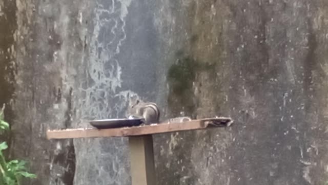 squirrel in bench