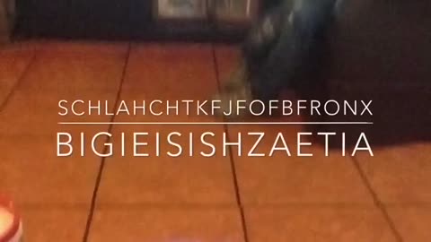 Bigieisishzaetia_Schlahchtkfjfofbfronx