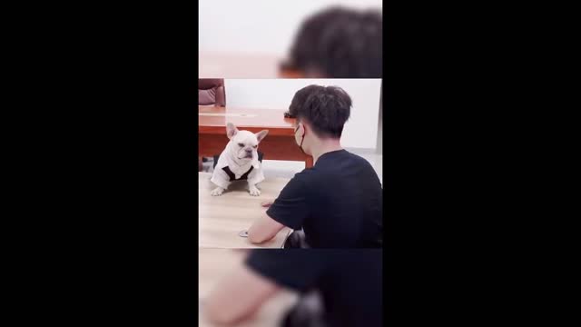 Bulldog makes fun of his master