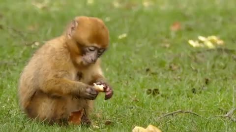Animals short videos