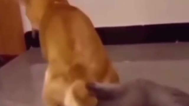 full funny video cat or dog FYP on funnyshort shorts