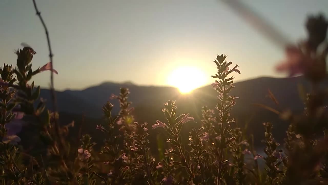 Beautiful sunrise and The flowers