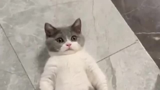 Cutest Cats Compilation