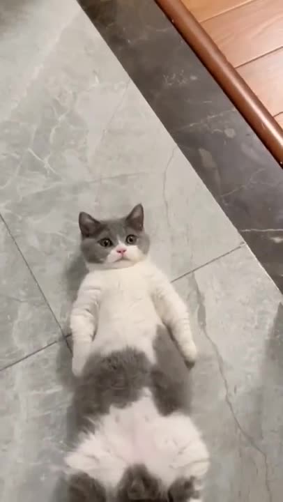 Cutest Cats Compilation