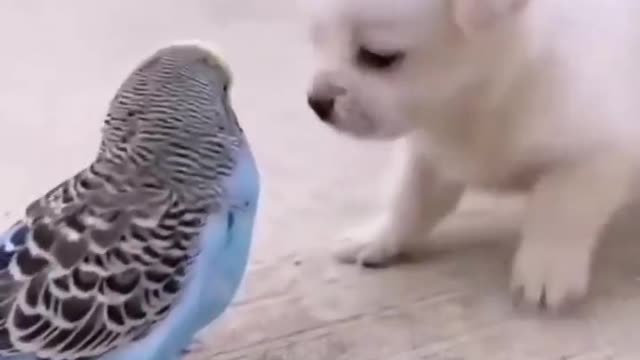 Cute puppy playing with parrot