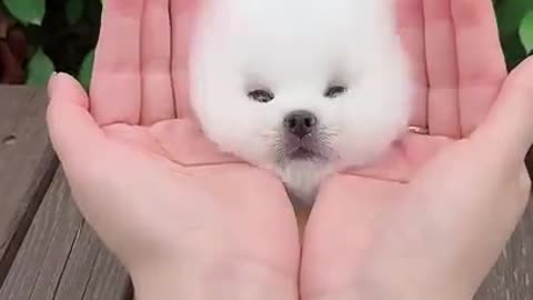 cute dog