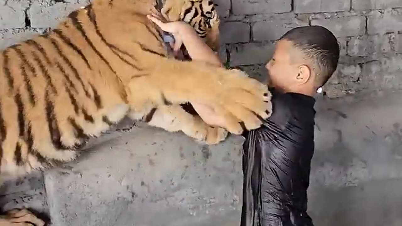 Naughty kid playing with Bengsl Tiger in his pool #Lion