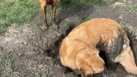 Golden Retrievers Find the Perfect Mud Puddle