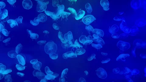 jellyfish