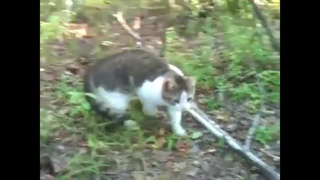 Cats Vs Rats . Russian Cat Rat _ Catchers 🔥