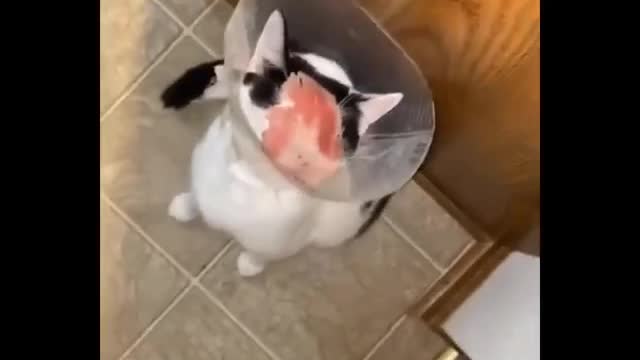 Cats doing funny things ||cute cats🐈🐈|| mischievous