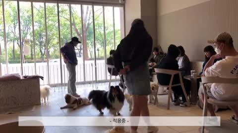 Dog cafe in Korea