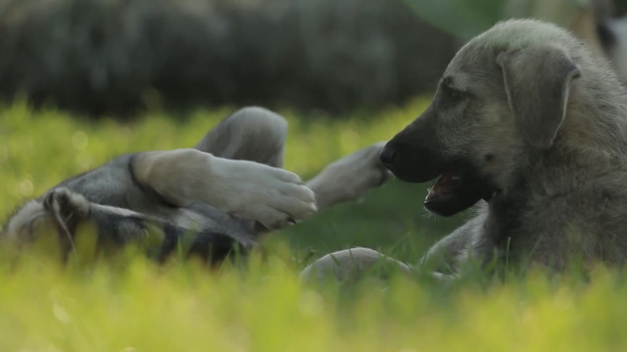 dogs playing in the park