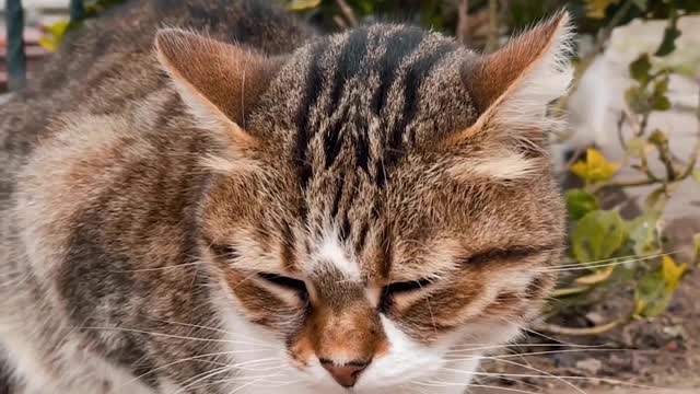 Sleepy cute kitty