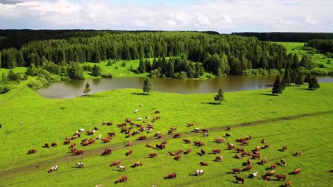 The beauty of horses in the pastures