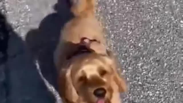 Cute and Funny Dog Videos | Aww Animals