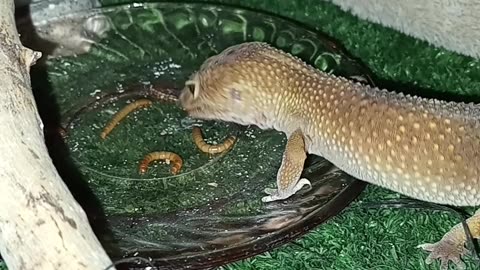 Leopard Gecko Eating!