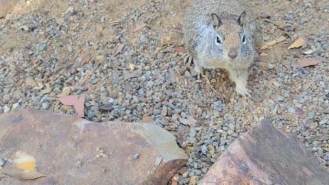 These little Dudes love Munching 🐿️