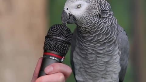 Talking parrot