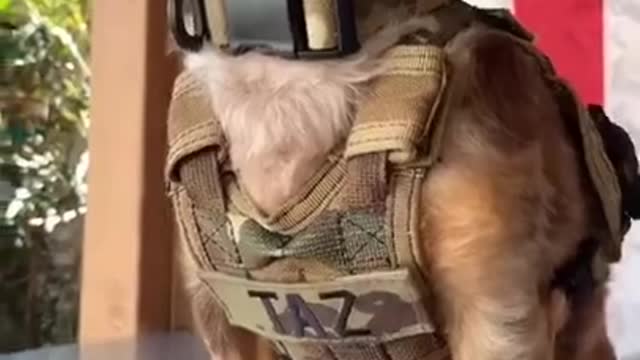 All The Way Up 🐺 - Best Funny Dogs Videos 2021 😂