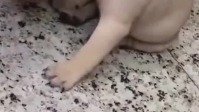 Baby Dogs - Cute and Funny Dog Videos