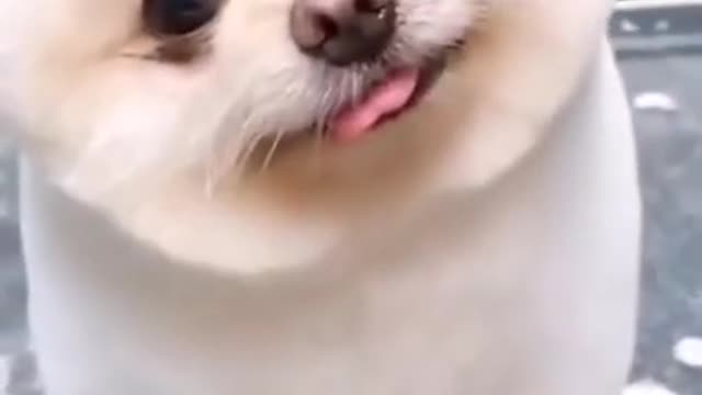 Funny dogs compilation #cute dogs #trending videos
