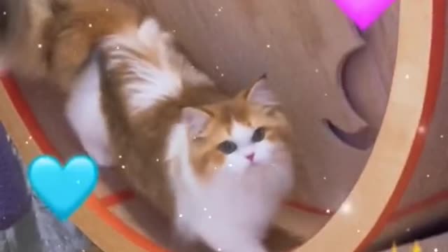 A cat that loves sports