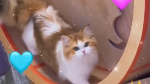 A cat that loves sports