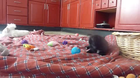 cute cute chihuahua puppy playing with babble ball