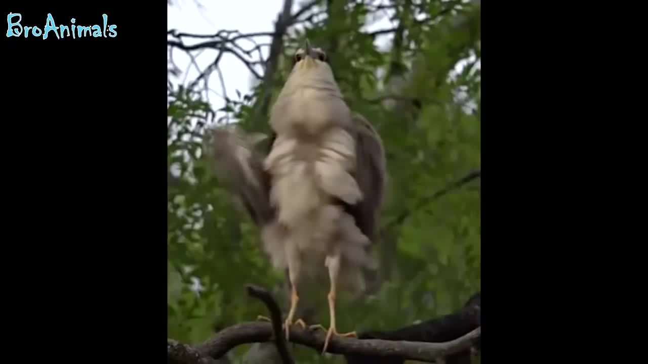 FUNNY BIRDS (fun with animals)