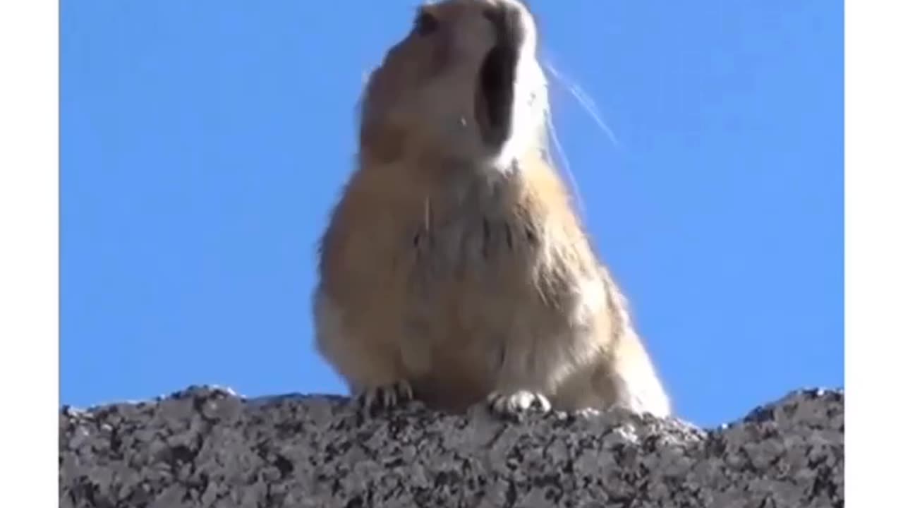 Funny animals videos